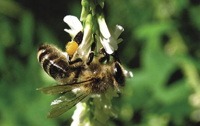 Ochrona roślin a ochrona pszczół w świetle obowiązujących aktów prawnych